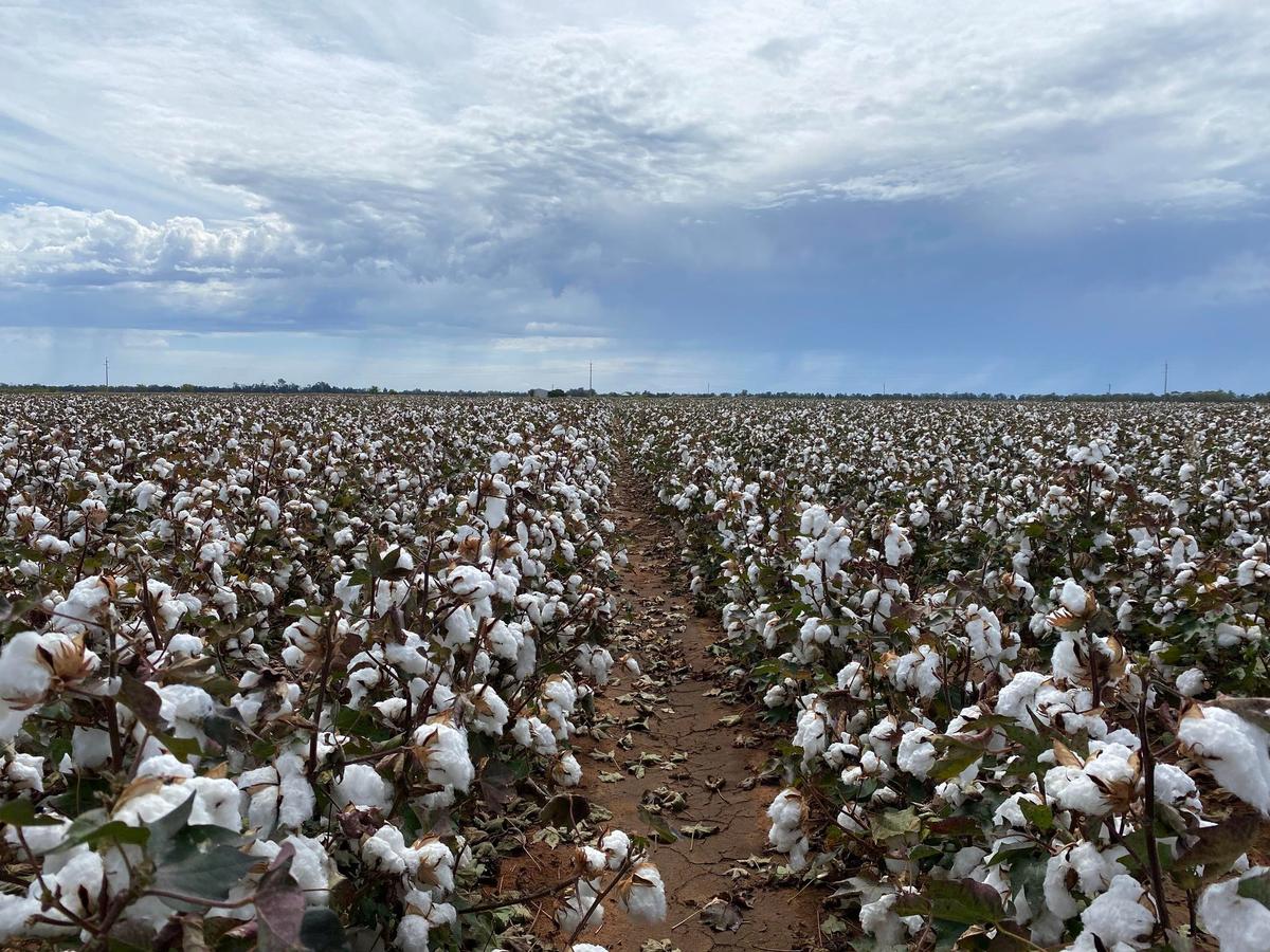 cotton